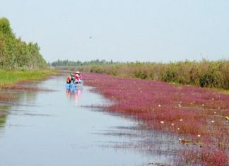 Khám phá hệ sinh thái phong phú bậc nhất tại khu du lịch Tràm Chim Khám phá hệ sinh thái phong phú bậc nhất tại khu du lịch Tràm Chim